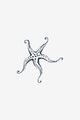 Étoile de mer 2