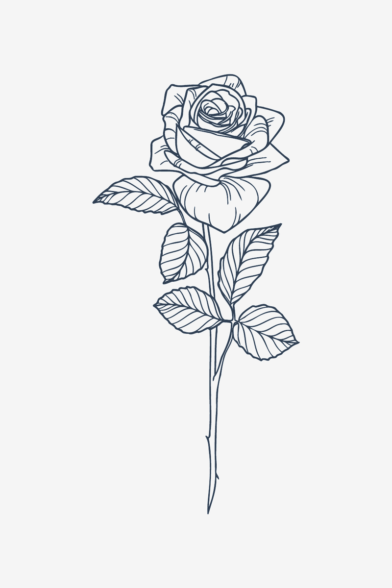 Rose classique