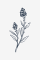Fleurs sauvages