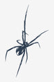 Arachné